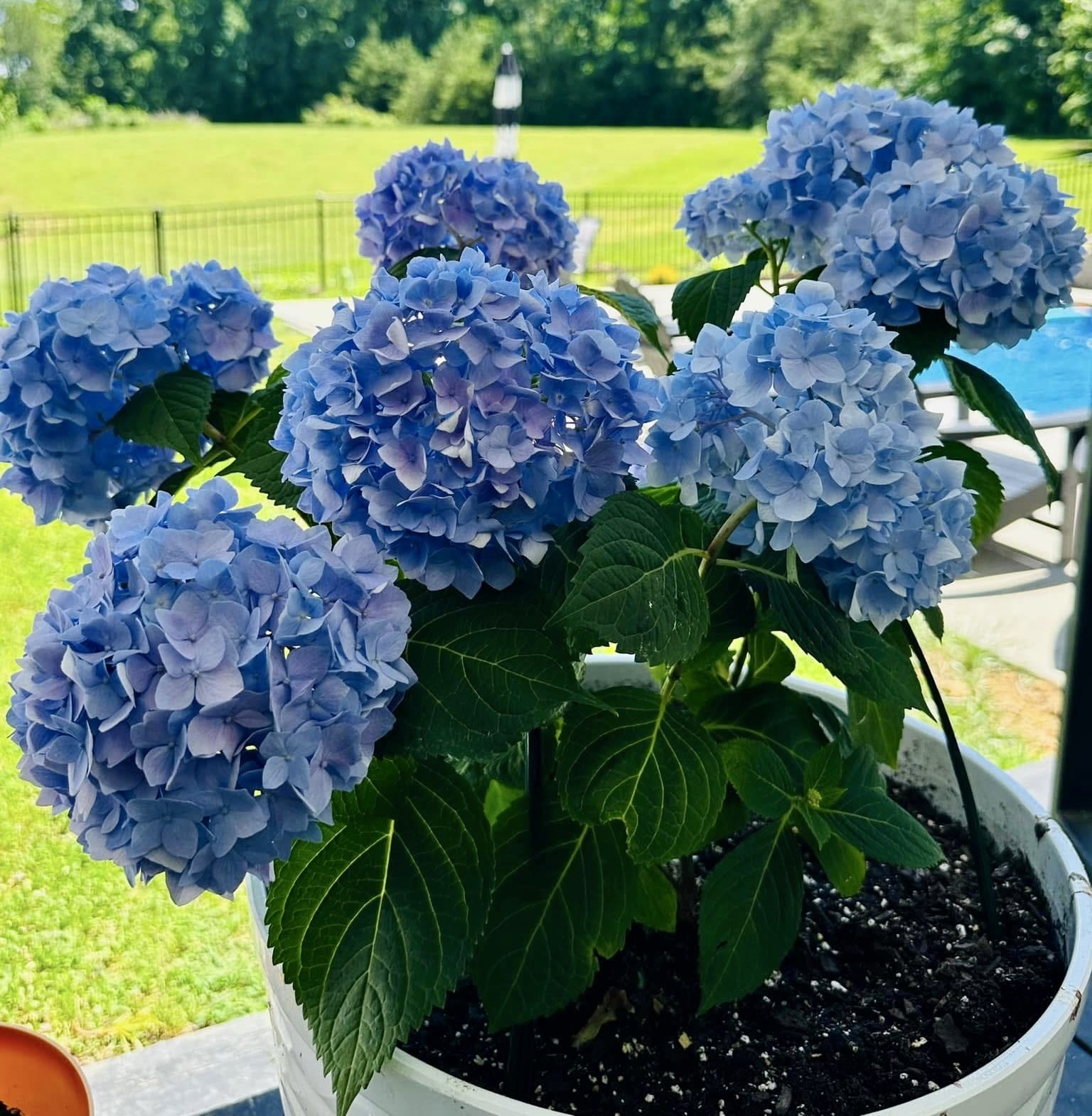 Plant 2