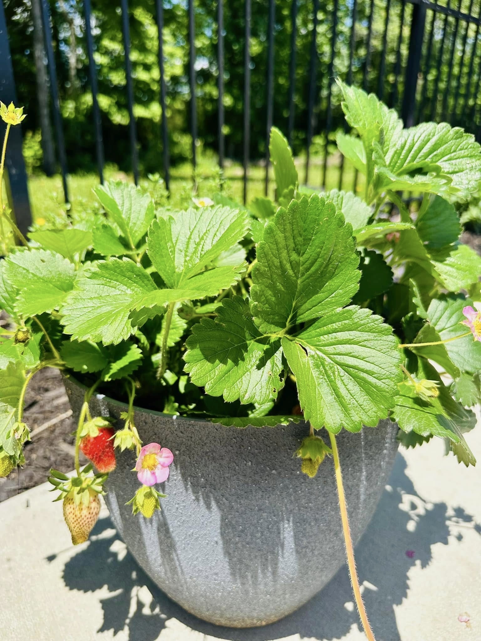 Plant 4