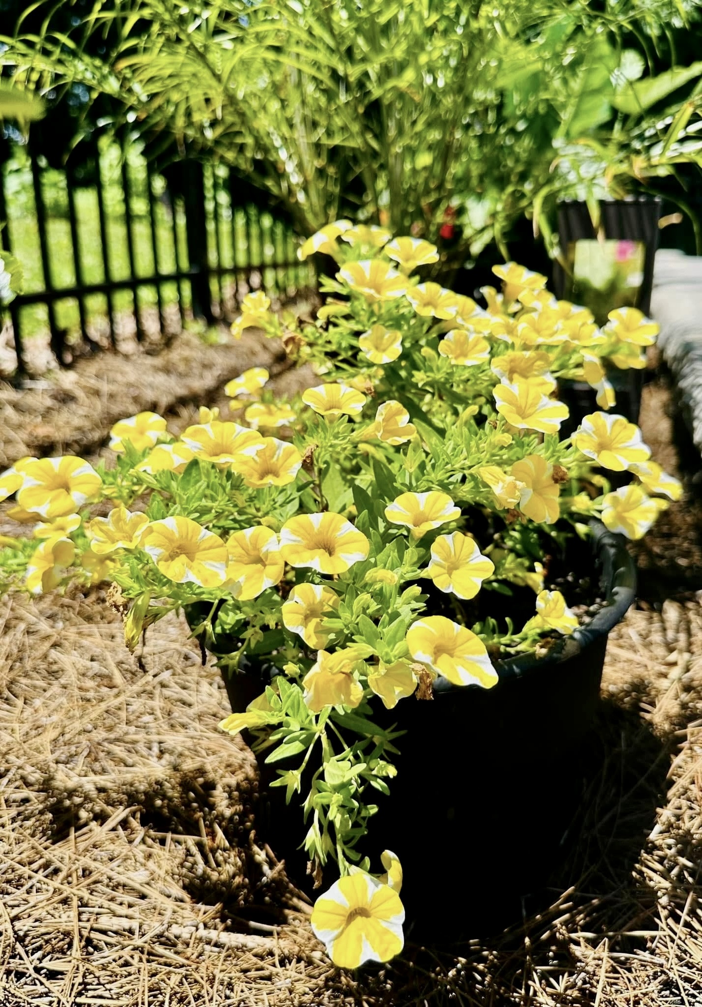 Plant 5