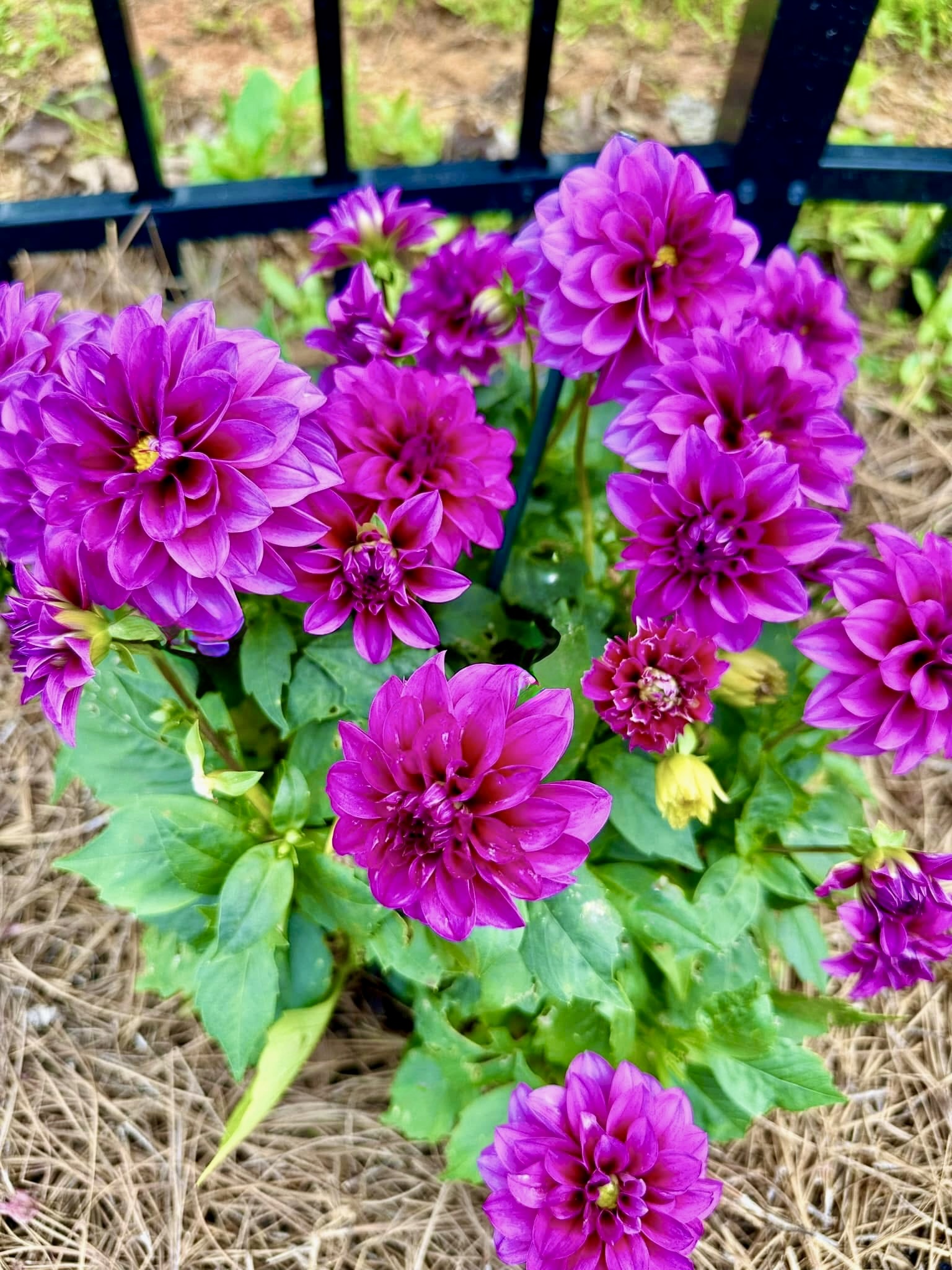 Plant 6